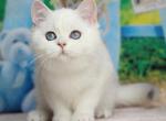 Brenda - British Shorthair Cat For Sale - Miami, FL, US