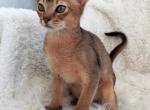 Figaro - Abyssinian Cat For Sale - Miami, FL, US