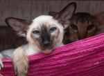 Bobby Oriental male kitten - Oriental Cat For Sale - Norwalk, CT, US