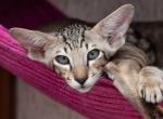 Dobby Oriental male kitten - Oriental Cat For Sale - Norwalk, CT, US