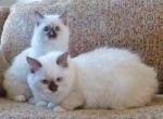 CinnaMindy's litter - Ragdoll Cat For Sale - 