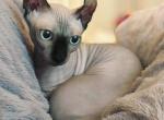 Sharon - Sphynx Cat For Sale - Pembroke Pines, FL, US