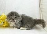 Baby Yoda Scottish Kilt - Munchkin Cat For Sale - Ava, MO, US