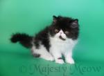 Teodor - Persian Cat For Sale - Yucca Valley, CA, US