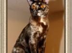 Sacred Spirit Eiskaffee - European Burmese Cat For Sale/Retired Breeding - ID, US