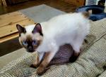 Zhivago aka Yuri - Siamese Cat For Sale - ID, US