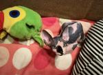 New litter - Sphynx Cat For Sale - Brooklyn, NY, US