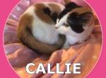 Callie - Munchkin Cat For Sale - FL, US