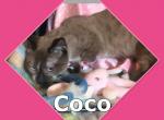 Coco - Munchkin Cat For Sale - FL, US