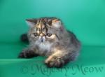 Macarella - Persian Cat For Sale - Yucca Valley, CA, US