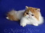 Darya - Persian Cat For Sale - Yucca Valley, CA, US