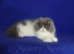 KiKi - Persian Cat For Sale - Yucca Valley, CA, US