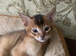 Alisa - Abyssinian Cat For Sale - Norwalk, CT, US