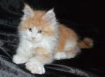 Aben - Maine Coon Cat For Sale - Hollywood, FL, US