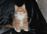 Anex - Maine Coon Cat For Sale - Hollywood, FL, US