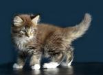 Teia - Maine Coon Cat For Sale - Hollywood, FL, US