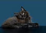 Tesla - Maine Coon Cat For Sale - Hollywood, FL, US