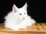 UA Mazurka Orion - Maine Coon Cat For Sale - Brooklyn, NY, US