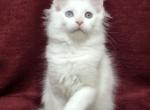 Raj - Maine Coon Cat For Sale - Miami, FL, US