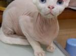 Karlos - Devon Rex Cat For Sale - Miami, FL, US