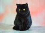 Zorro - Exotic Cat For Sale - Hollywood, FL, US