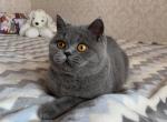 New Star - British Shorthair Cat For Sale - Miami, FL, US