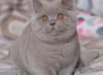 Osborn - British Shorthair Cat For Sale - Miami, FL, US