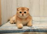 Citrus - Scottish Fold Cat For Sale - Hollywood, FL, US