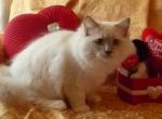 Crystal's litter - Ragdoll Cat For Sale - Sumter, SC, US