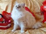 CitCat from Copy Cat's litter - Ragdoll Cat For Sale - Sumter, SC, US