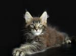 Timur - Maine Coon Cat For Sale - Hollywood, FL, US