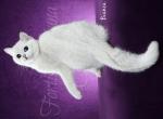 Bianca Adult Female - British Shorthair Cat For Sale/Retired Breeding - Texarkana, TX, US