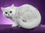 Zeus Adult male - British Shorthair Cat For Sale/Retired Breeding - Texarkana, TX, US