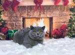 Two Litters in Fall Winter of 21 - British Shorthair Cat For Sale - 