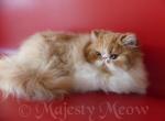 Sava - Persian Cat For Sale - Yucca Valley, CA, US