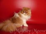 Sara - Persian Cat For Sale - Yucca Valley, CA, US