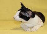 Nair al Saif - Oriental Cat For Sale - Norwalk, CT, US