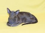 Onyx - Oriental Cat For Sale - Norwalk, CT, US