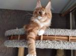 William Maine Coon male kitten - Maine Coon Cat For Sale - Miami, FL, US