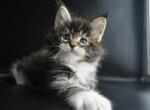 Upis Maine Coon male kitten - Maine Coon Cat For Sale - Miami, FL, US