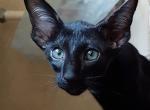 Jungle - Oriental Cat For Sale - Norwalk, CT, US