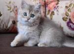 Polumna - British Shorthair Cat For Sale - Miami, FL, US