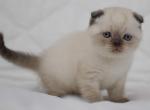 Vegas - Scottish Fold Cat For Sale - Hollywood, FL, US