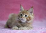 Zhorik - Maine Coon Cat For Sale - Miami, FL, US