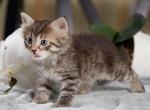 Boris of Romanov Dynasty - Siberian Cat For Sale - Ashburn, VA, US