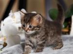 Cat Bayun of Romanov Dynasty - Siberian Cat For Sale - Ashburn, VA, US