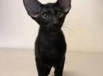 Black Jack - Oriental Cat For Sale - Norwalk, CT, US