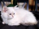 Asya of Romanov Dynasty - Siberian Cat For Sale - Ashburn, VA, US