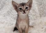 Sara - Abyssinian Cat For Sale - Norwalk, CT, US