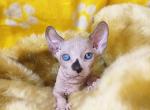 Iris - Sphynx Cat For Sale - Norwalk, CT, US